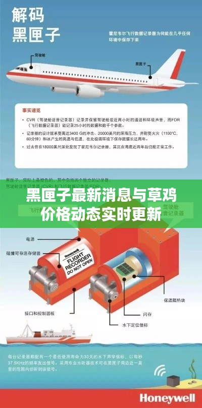 黑匣子最新消息与草鸡价格动态实时更新