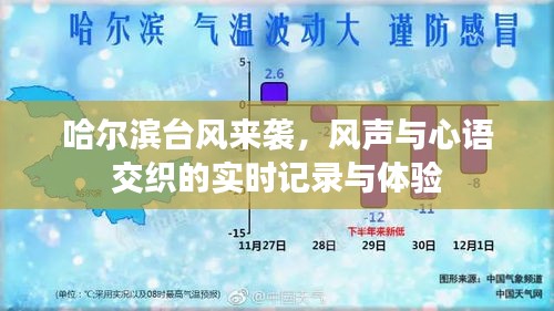 哈尔滨台风来袭，风声与心语交织的实时记录与体验