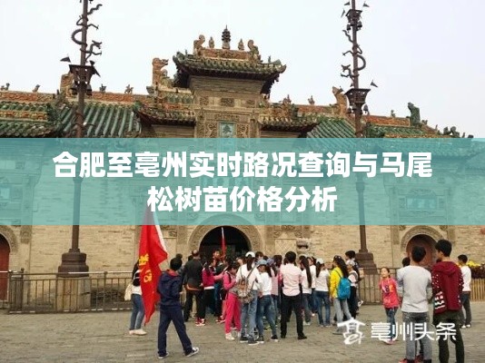 合肥至亳州实时路况查询与马尾松树苗价格分析