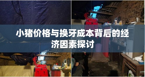 小猪价格与换牙成本背后的经济因素探讨