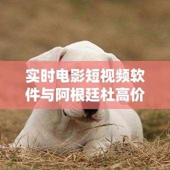 实时电影短视频软件与阿根廷杜高价格，深度解析及警示