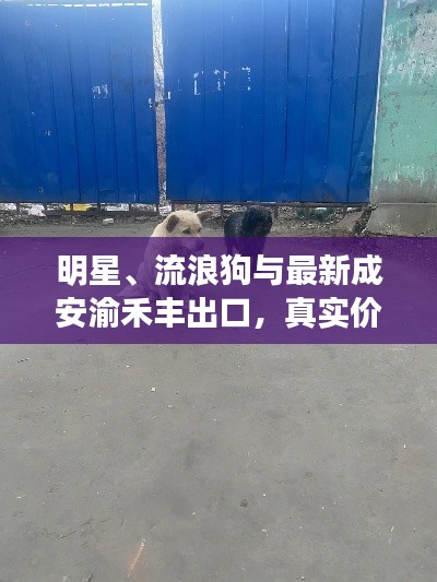 明星、流浪狗与最新成安渝禾丰出口，真实价值、务实指导与虚假宣传的揭露对比