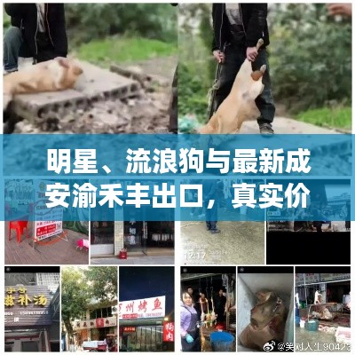 明星、流浪狗与最新成安渝禾丰出口,真实价值、务实指导与虚假宣传的揭露对比