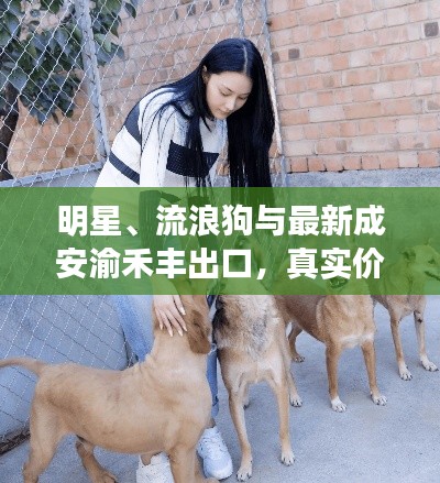 明星、流浪狗与最新成安渝禾丰出口,真实价值、务实指导与虚假宣传的揭露对比