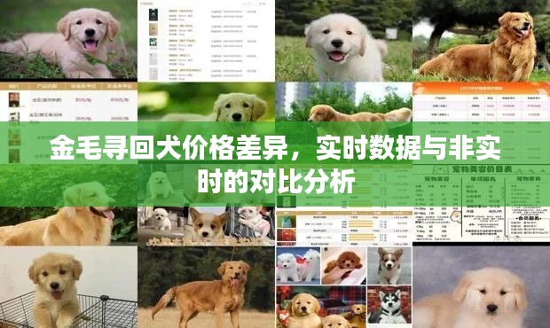 金毛寻回犬价格差异,实时数据与非实时的对比分析