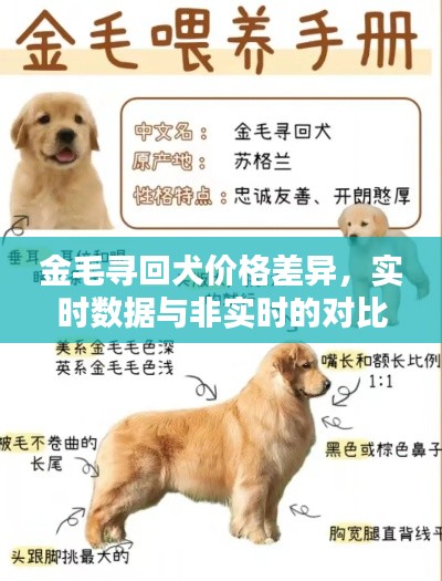 金毛寻回犬价格差异,实时数据与非实时的对比分析