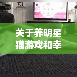 关于养明星猫游戏和幸福家园论坛的最新探讨