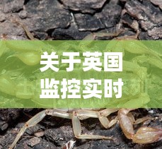 关于英国监控实时下的野生蝎子价格探讨
