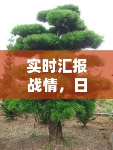实时汇报战情，日本松树价格