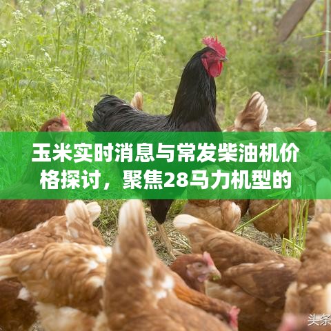 玉米实时消息与常发柴油机价格探讨,聚焦28马力机型的市场动态与价格分析