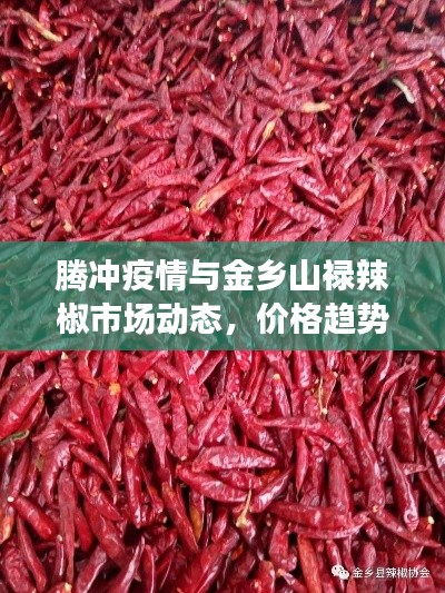 腾冲疫情与金乡山禄辣椒市场动态，价格趋势与一线动态分析