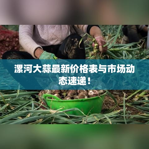漯河大蒜最新价格表与市场动态速递!