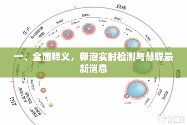 一、全面释义,卵泡实时检测与慧聪最新消息