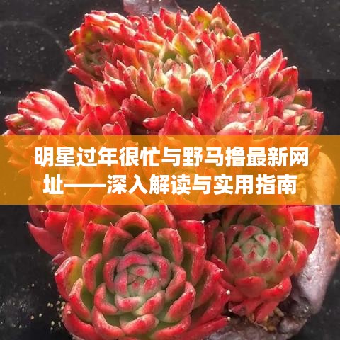 明星过年很忙与野马撸最新网址——深入解读与实用指南