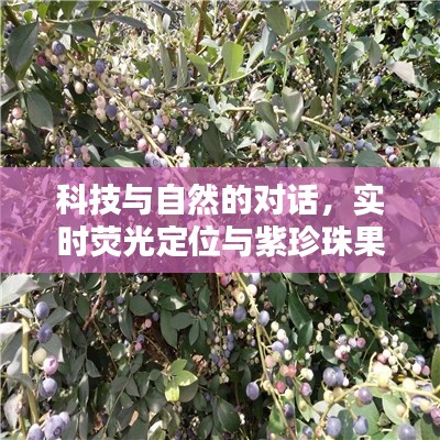 科技与自然的对话，实时荧光定位与紫珍珠果价格探秘