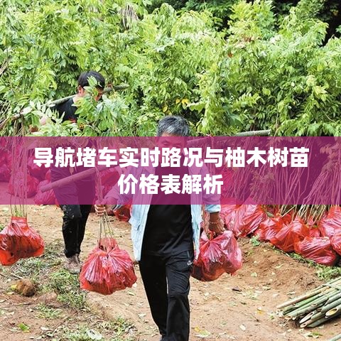 导航堵车实时路况与柚木树苗价格表解析