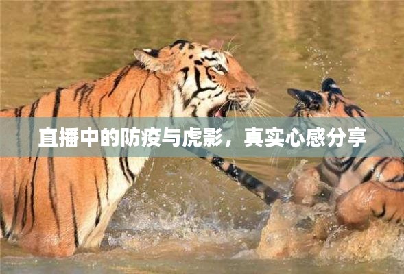 直播中的防疫与虎影,真实心感分享