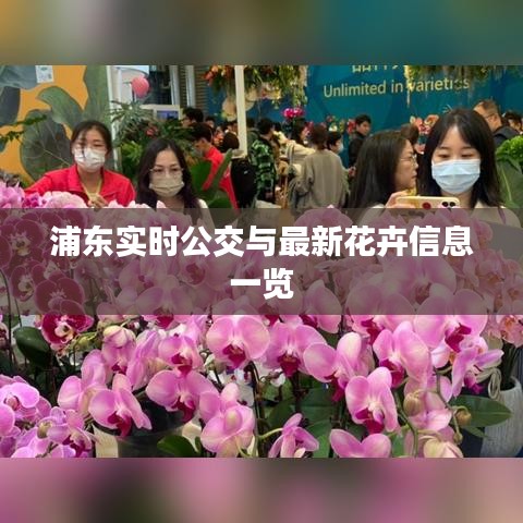 浦东实时公交与最新花卉信息一览