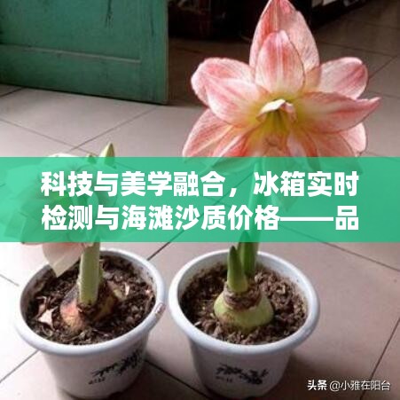 科技与美学融合,冰箱实时检测与海滩沙质价格——品质生活的智能便捷之选