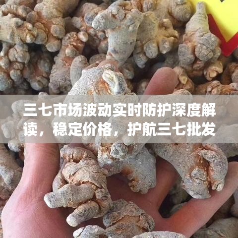 三七市场波动实时防护深度解读,稳定价格,护航三七批发市场安全。