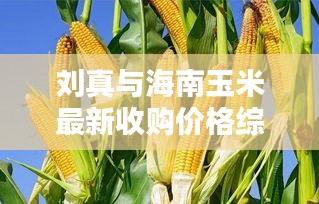 刘真与海南玉米最新收购价格综述