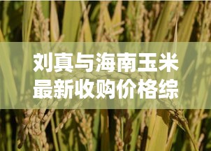 刘真与海南玉米最新收购价格综述