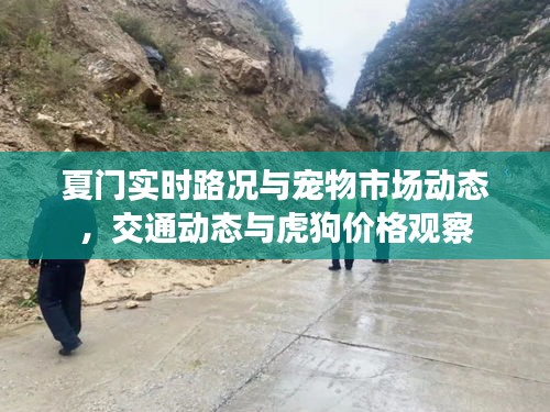 夏门实时路况与宠物市场动态,交通动态与虎狗价格观察