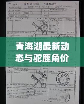 青海湖最新动态与驼鹿角价格揭秘