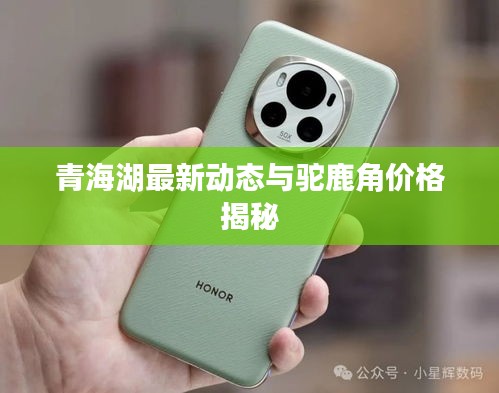 青海湖最新动态与驼鹿角价格揭秘