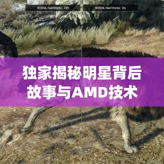 独家揭秘明星背后故事与AMD技术揭秘，不容错过的采访盛宴