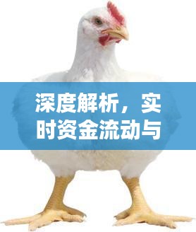 深度解析，实时资金流动与白羽肉鸡价格走势的紧密关联