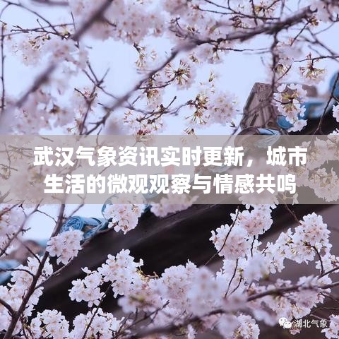 武汉气象资讯实时更新，城市生活的微观观察与情感共鸣