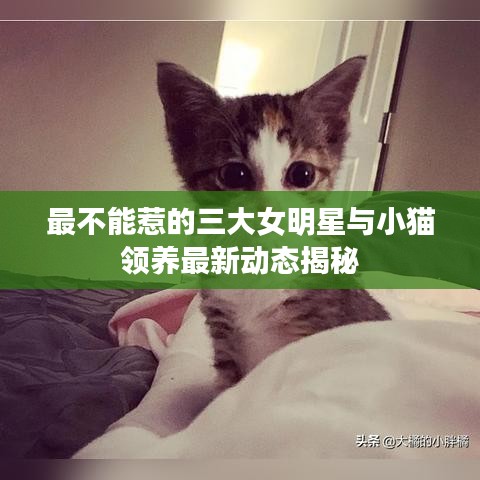 最不能惹的三大女明星与小猫领养最新动态揭秘