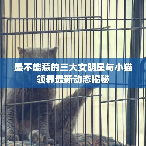 最不能惹的三大女明星与小猫领养最新动态揭秘