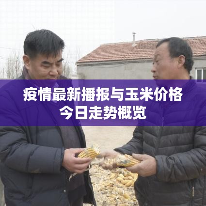 疫情最新播报与玉米价格今日走势概览