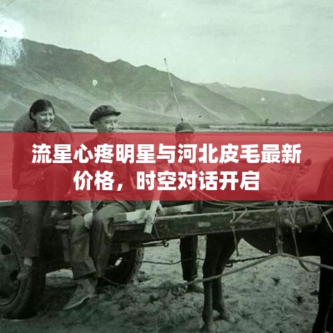 流星心疼明星与河北皮毛最新价格,时空对话开启
